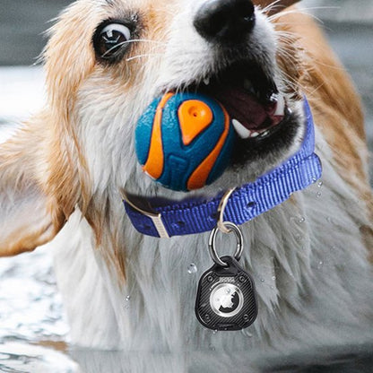 Hond met blauwe halsband en speeltje in bek, met waterdruppels rondom de snuit